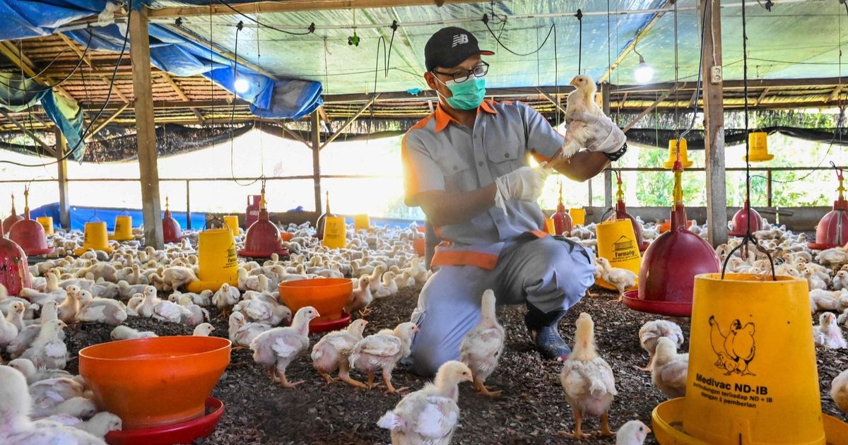 "الفاو"     تحذر من زيادة مقلقة  لإصابات إنفلونزا الطيور بين البشر والحيوانات